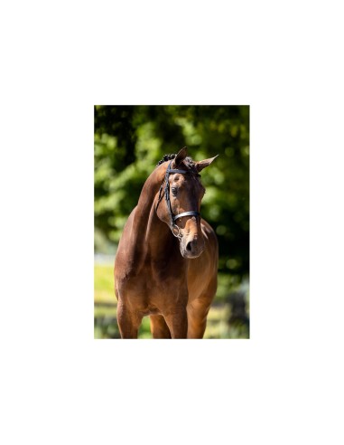 BR Hunter Bridle Kempston