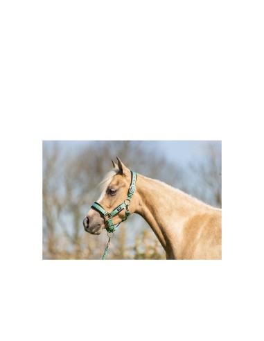BR Mini Horse halster met touw