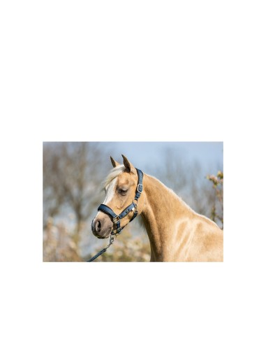 BR Mini Horse halster met touw