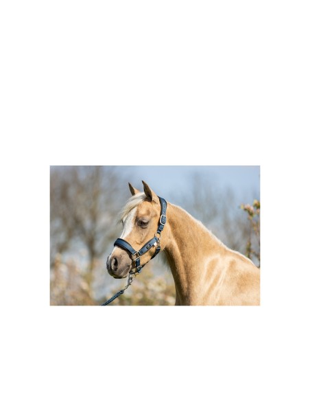 BR Mini Horse Halfter mit Anbindestrick