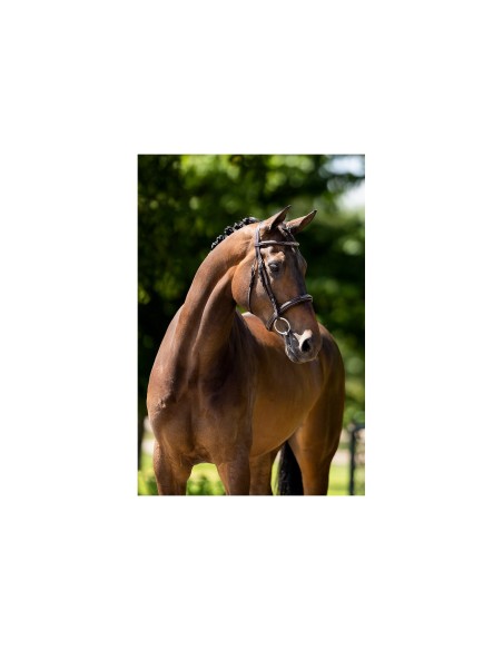 Bridon de chasse BR Oxford