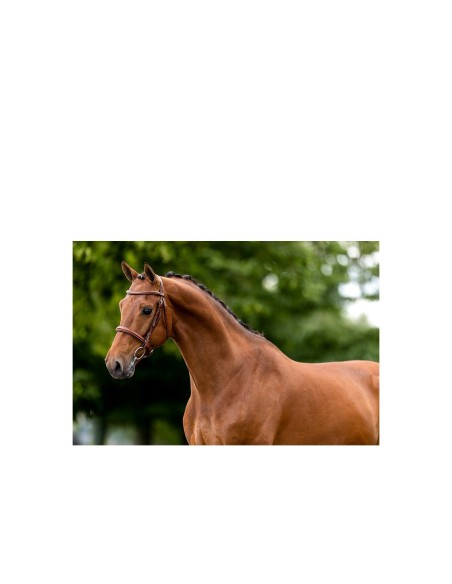 Bridon de chasse BR Oxford
