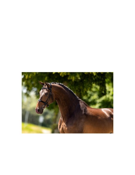 BR Hunter Bridle Kempston