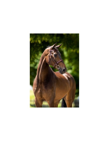 BR Hunter Bridle Kempston
