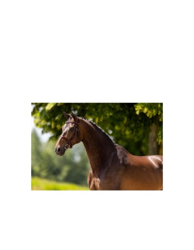 BR Hunter Bridle Kempston