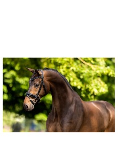 BR Bridle Kingston - Black