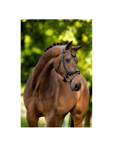 BR Bridle Kingston
