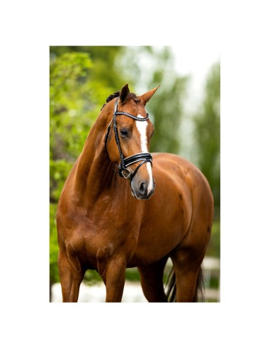 BR Bridle Eston