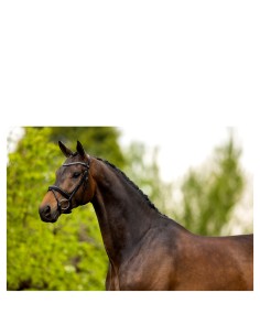 BR Bridle Cambridge -...