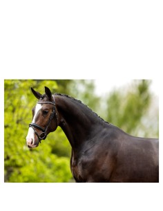 BR Bridle Southam -...