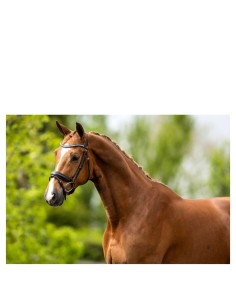 BR Bridle Southam -...