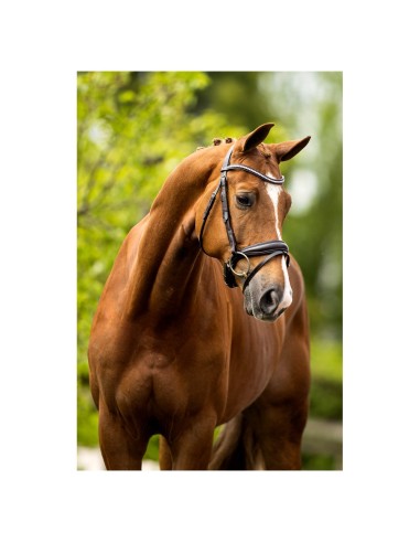 BR Bridle Southam