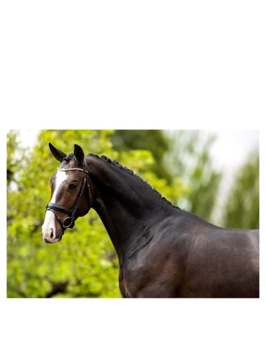 BR hoofdstel Plymouth II