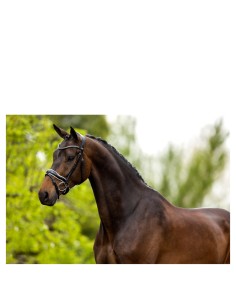 BR Trensenzaum Bolton -...