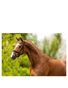 BR Bridle Bolton -...