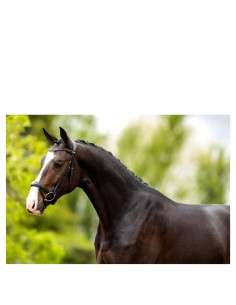 BR Bridle Longridge -...