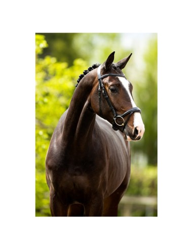 BR Bridle Longridge