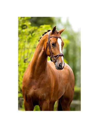 BR Bridle Longridge