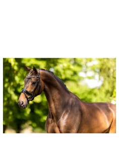 BR Bridle Ipswitch  -...