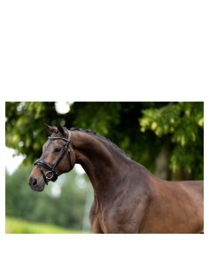 BR Hoofdstel Lynton  -...