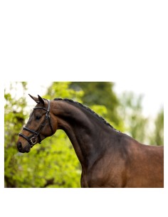 BR Trensenzaum Bath -...