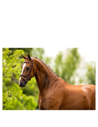 BR Bridle Cheltenham