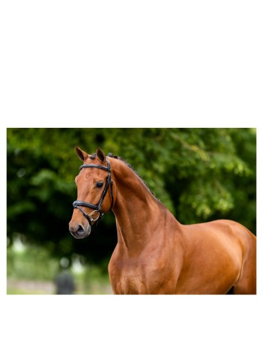 BR Bridle Cheltenham