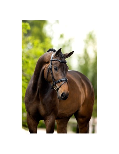 BR Bridle Luton