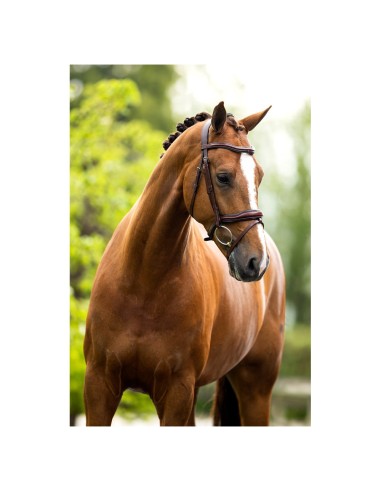 BR Bridle Luton