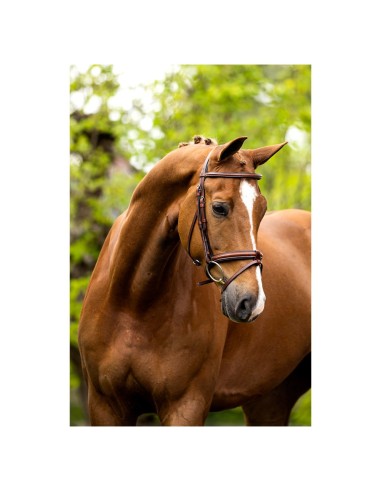 BR Bridle Kendal