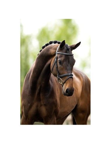 BR Bridle Kendal