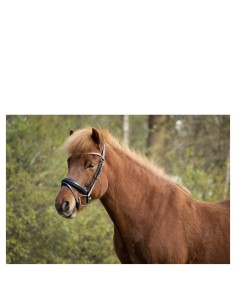 BR Icelandic Bridle Barnet...