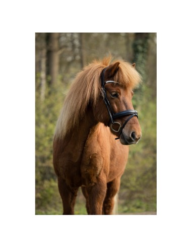 Bridon BR Barnet Icelandic