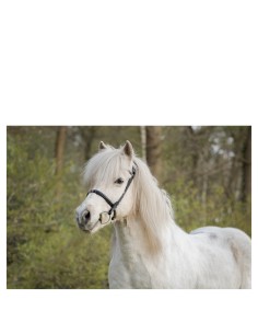 BR Icelandic Bridle Bourne...