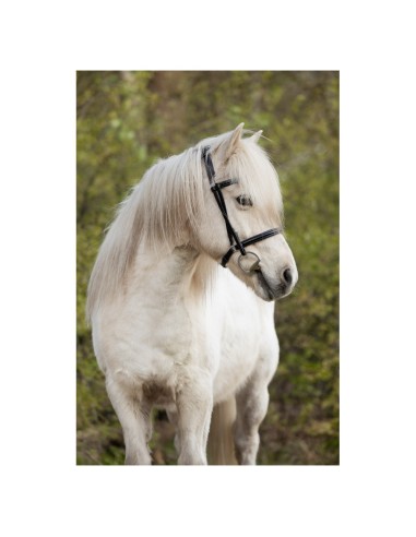 BR Icelandic Bridle Bourne