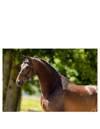 BR Hunter Bridle Oxford