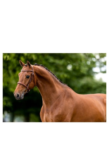 Bridon de chasse BR Oxford