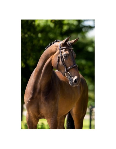 BR Hunter Bridle Oxford