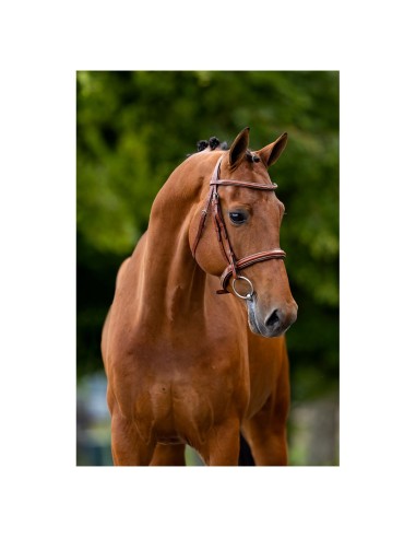 BR Hunter Bridle Oxford