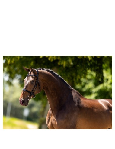 Bridon de chasse BR Kempston