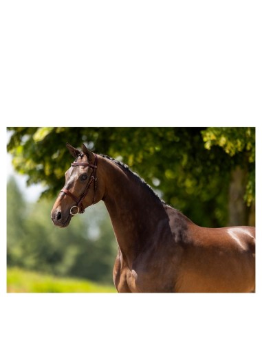 BR Hunter Bridle Kempston