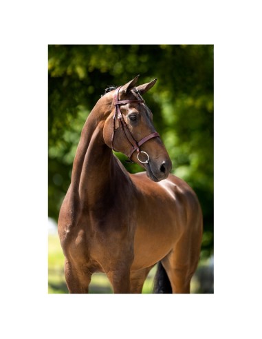 BR Hunter Bridle Kempston
