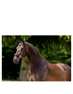 BR Bridle Lydney - Oak/Silver