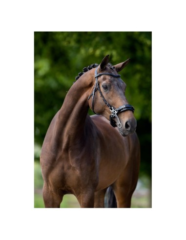 BR Bridle Lydney