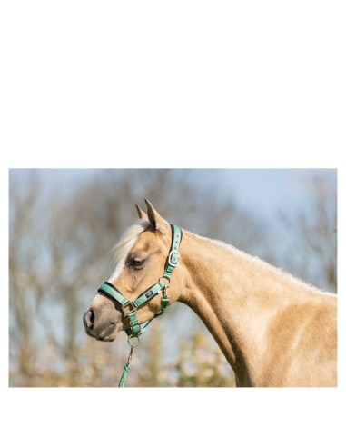 Licol avec longe BR Mini Horse