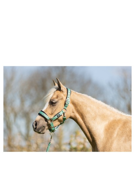 BR Mini Horse Halter with Lead Rope