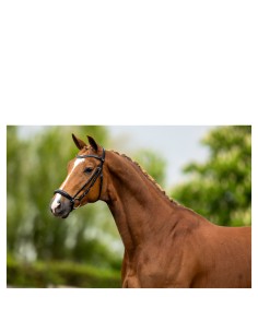 BR Trensenzaum Hereford -...