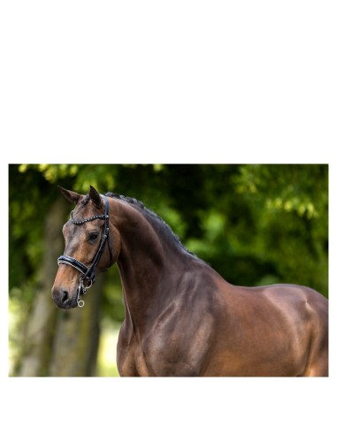 BR Weymouth Bridle Wendover