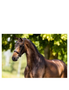 BR stang en trens hoofdstel... 2