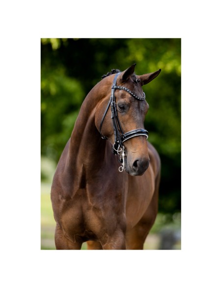 BR Weymouth Bridle Wendover